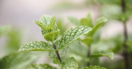 Peppermint Plant Leaves - 707865026