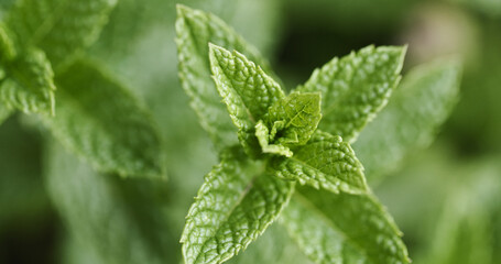 Peppermint Plant Leaves - 707865082