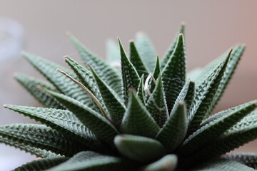 Naklejka na ściany i meble Aloe vera as a houseplant