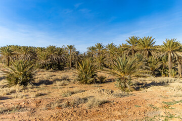 Fototapeta premium Palm trees in Ziz Oasis, Er Rachidia, Morocco.