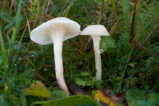 Edible mushroom Cuphophyllus virgineus in the grass. Known as Snowy Waxcap. Wild white mushrooms in the forest meadow.