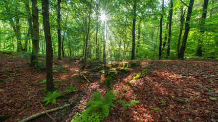 Natural Forest of Beech and Oak Trees with Sunbeams through Morning Fog, ferns on the ground