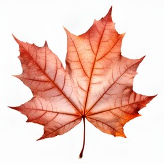 Naklejka na ściany i meble Autumn maple leaf, White background