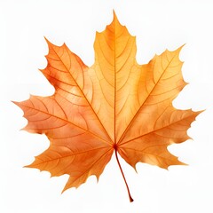 Autumn maple leaf, White background