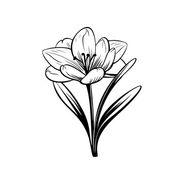 crocus flower line vector illustration,isolated on white background,top view
