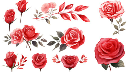 Fototapeta premium Watercolor elements red roses on a white background