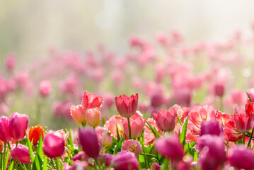 Pink tulips in sunlight, close up of tulip flowers in flower garden, tulips with water drop and...