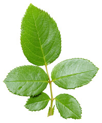 Green leaves of a rose cut out isolated on transparent or white background