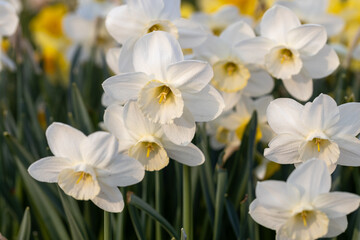 Fototapeta na wymiar Close-up of white narcissus flowers (Narcissus poeticus) in spring garden