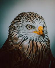 Red Kite Face