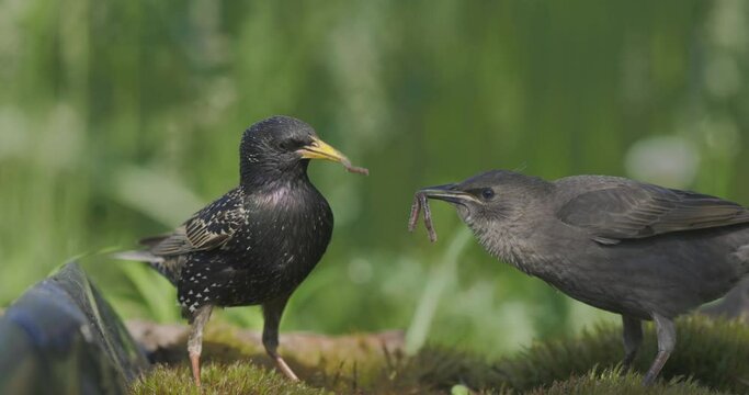 Adult Starling feeding youngster meal worms