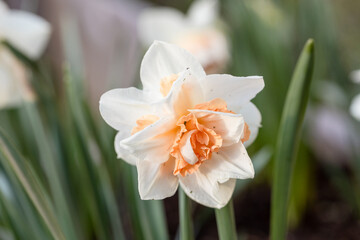 White and pink Double daffodils Narcissus Delnashaugh bloom in a garden in April