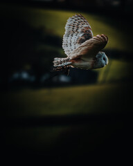 Western Barn Owl in Flight
