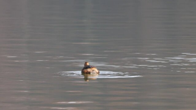 Little grebe bird (Tachybaptus ruficollis) also known as dabchick swimming on lake, shake its body to splash water from feather, 4k slow motion footage, telephoto bird watching.