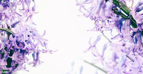 Abstract floral backdrop of purple hyacinth flowers on white background with soft style for spring...