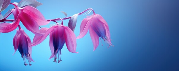Fuchsia background image for design or product presentation, with a play of light and shadow