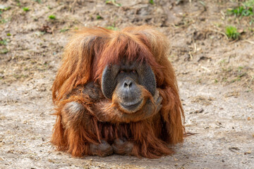 orangutan monkey sitting on the ground at the zoo; Beautiful animal on the safari