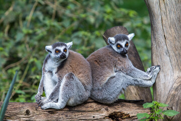 Ring-tailed lemurs couple sitting back to back on a branch at the zoo; Beautiful animal on the safari
