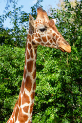 Closeup shot of a giraffe face from the side at the zoo; Beautiful animal on the safari