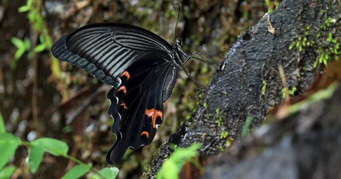 Swallowtail butterfly ,Spangle mud-puddling and excreting excess water  on the rock.