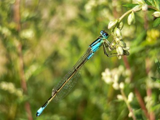 Blue damselfly on a plant in the garden, macro photography