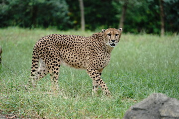 a cheetah on the meadow