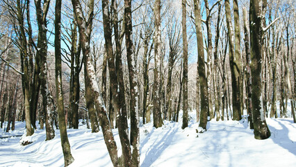 Naklejka premium Mountain landscape with snowy forest
