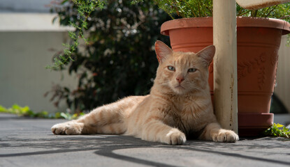 Tangerine cat resting in the patio of the house next to a pot with green plants