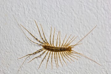 The house centipede (Scutigeta coleopterata) on the white wall