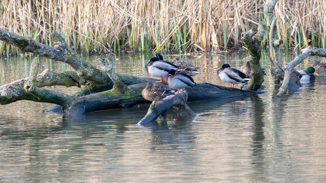 small group of mallard ducks resting on tree trunk in water.