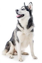 Siberian Husky dog isolated on white background