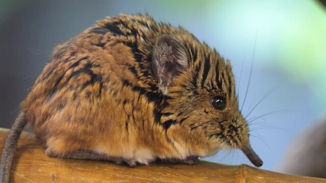 An Elephant shrew mouse sitting and moving his nose.