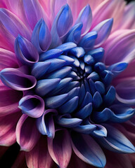 Blue and purple dahlia flower blooming. Extreme closeup view. Floral wallpaper. 