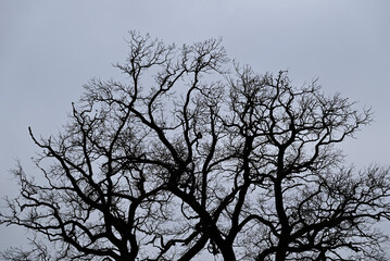 Branches at the top of a quercus robur