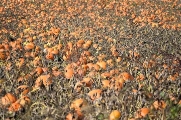 Pumpkin Patch