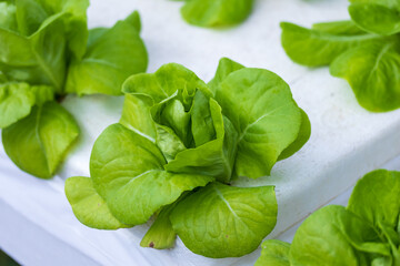 organic lettuce Organic vegetable plots Lettuce grown in Styrofoam boxes.