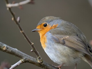 Rotkehlchen (Erithacus rubecula)