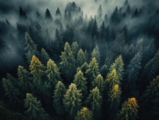Fist forest in the fog. Dramatic and moody tree landscape. Aerial view. 