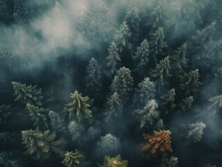 Pine and fir trees surrounded by mist. Dramatic and moody nature landscape. View from above. 