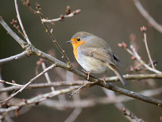 Rotkehlchen (Erithacus rubecula)