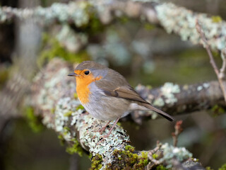 Rotkehlchen (Erithacus rubecula)