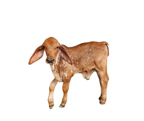 Brahman cattle calf standing on a white background