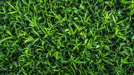 Fototapeta premium Top-down view of a vibrant garden lawn, perfect for creating a green backdrop for sports fields or golf courses.