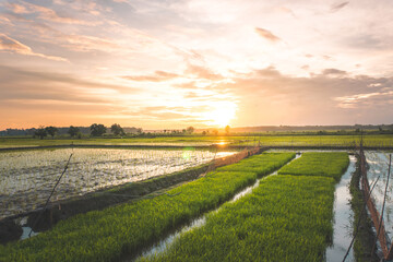 The evening atmosphere in the rice fields with the yellow sky shining on the rice fields.