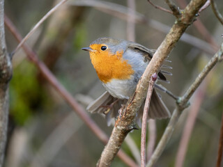 Rotkehlchen (Erithacus rubecula)