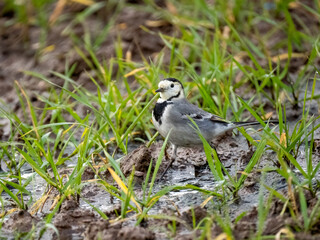 Bachstelze (Motacilla alba)