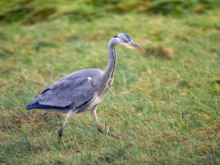 Graureiher (Ardea cinerea) Mäusejagd auf Viehweide