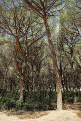 typical maritime pine forest in Tuscany - nature reserve