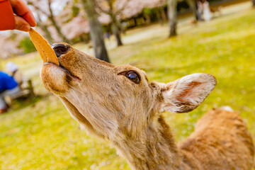 奈良県　春の奈良公園と鹿　
