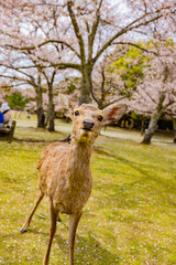 奈良公園の満開の桜と鹿　
